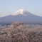 富士と桜と街