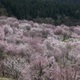 裏磐梯桜峠・１