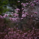 桜・identity