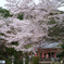 橿原市　畝傍山口神社