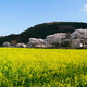 河川敷の菜の花畑2024Ⅱ