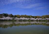 公園の桜