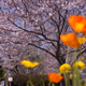 ときわ公園の桜＿１９