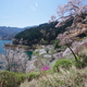 桜の奥多摩湖3