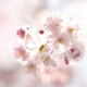 近所の枝垂れ桜Ⅳ