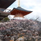 かつて身近だったところも今や遠出、中山寺１