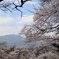 東山公園でお花見