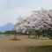 桜と磐梯山②