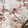 R6.04.21_近所の桜①
