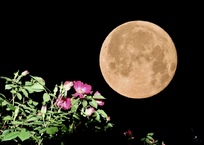 満月とバラの花