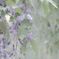 Wisteria floribunda