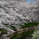 両岸からの桜