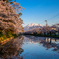 桜と岩木山