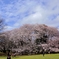 砧公園の桜