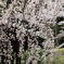 地福寺の枝垂れ桜