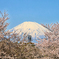 桜の切れ目に富士山