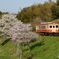 いすみ鉄道の春①～⑦の中の⑥