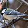 野山の鳥  四十雀さん  