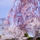 富士霊園の桜　5