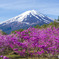 ミツバツツジと富士山