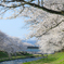舟川と桜