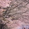 桜の下のお散歩