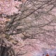 桜の下のお散歩