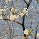 桜の掛軸