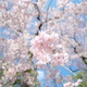 鹽竈神社の紅八重枝垂桜