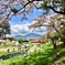 桜と浅間山1