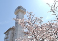 Skyward Asahi and cherry blossoms