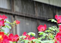 雨に咲く花