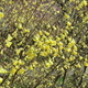 黄色い花　ヒュウガミズキ