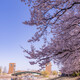富岩運河環水公園と桜