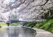 桜舞う松川