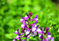 紫花繚乱