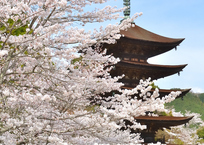 瑠璃光寺2021　春-2　ソメイヨシノと五重塔