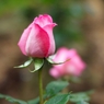 a rose in profile