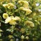 黄色い花 モッコウバラ