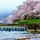 円山川　河川敷の桜