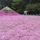 富士の芝桜
