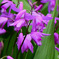 庭に咲いた花   紫蘭