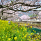 採銅所駅2022-5　菜の花に桜とプラットホーム