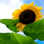 To sky "Sunflower"