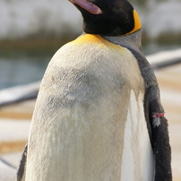 東山動物園