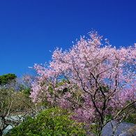 彼岸桜満開