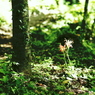 cluster amaryllis