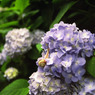 矢田寺の紫陽花と蝸牛
