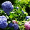 舘山寺の紫陽花