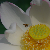 みずの森の蓮花たち-7